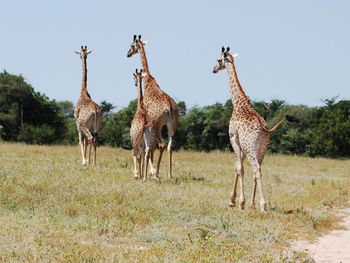 Giraffes walking on field against clear sky
