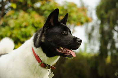 Close-up of japanese akita standing outdoors