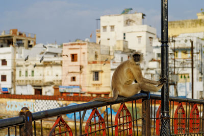 Monkeys in a building