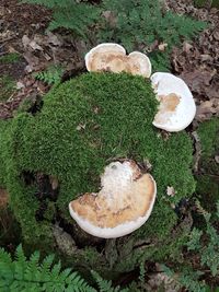 High angle view of mushroom growing on field