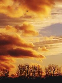 Low angle view of silhouette trees against orange sky