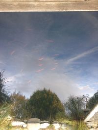 Trees against cloudy sky