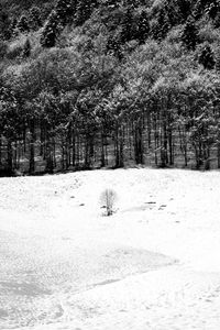 Trees on snow covered landscape