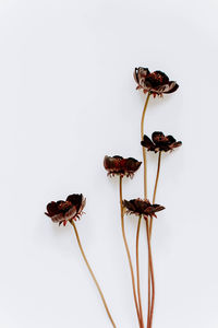 Close-up of plant against white background