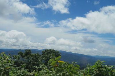 Scenic view of tree mountains against sky