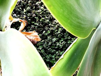 Close-up of green leaf on plant