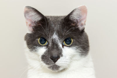 Close-up portrait of cat against white background
