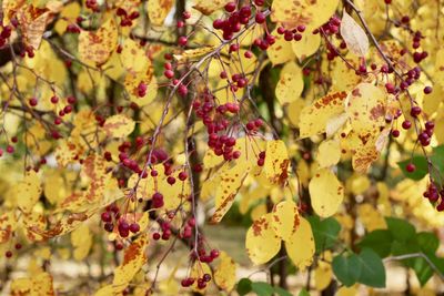Close-up of yellow flowering plant