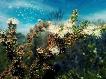 Close-up of flowers against blue sky