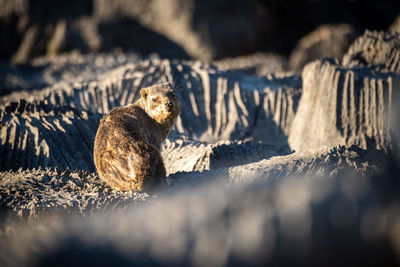 Rock hyrax sits in sunshine looking back