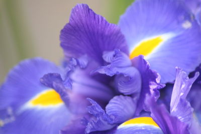 Close-up of purple flowers