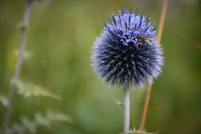 Close-up of purple flowering plant