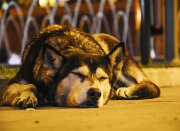 Close-up of a dog resting
