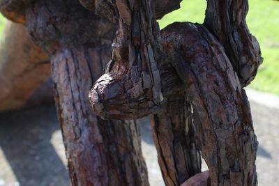 Close-up of tree trunk