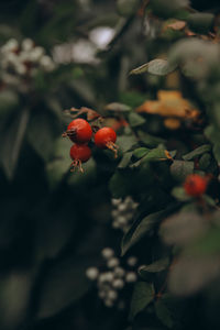 Close-up of fruit growing on tree