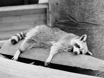 Raccoon sleeping on wood