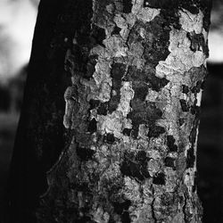 Close-up of lichen on tree trunk