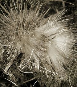 Close-up of bird on grass