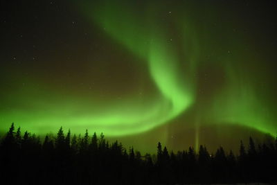 Low angle view of silhouette trees against sky at night with aurora borealis display