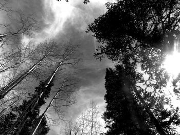 Low angle view of silhouette trees against sky