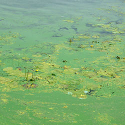 High angle view of leaves floating on water