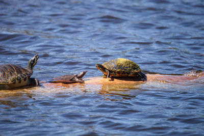 Softshell turtle apalone ferox sits on a log with a florida red bellied turtle pseudemys nelsoni 
