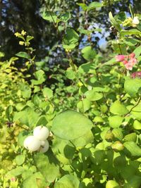 Close-up of white flowers growing on plant