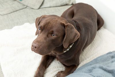 High angle view of dog resting