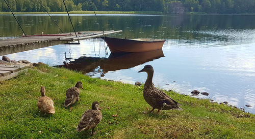 View of a duck in a lake