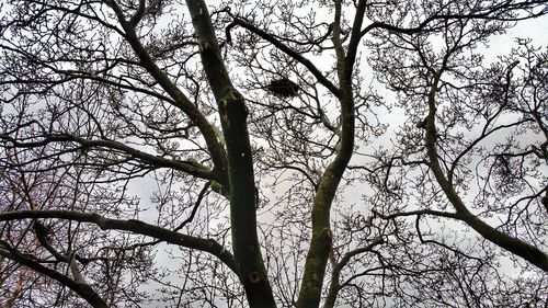 Low angle view of bare trees against sky