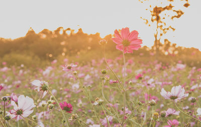 Close-up of cosmos flowers blooming on field