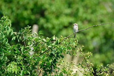 Close-up of bird perching on tree