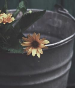 High angle view of flowering plant in water