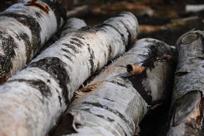 Close-up of logs in forest