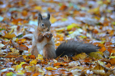 Close-up of squirrel on field during autumn