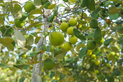 Low angle view of fruits growing on tree