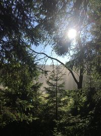 Low angle view of trees in forest