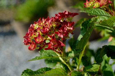 Close-up of butterfly on plant