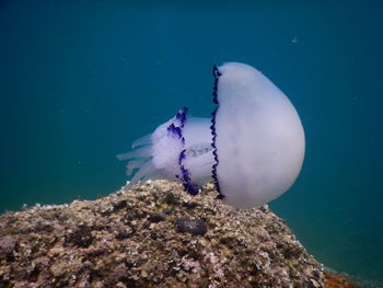 Close-up of jellyfish swimming in sea