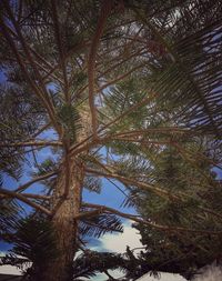 Low angle view of palm tree