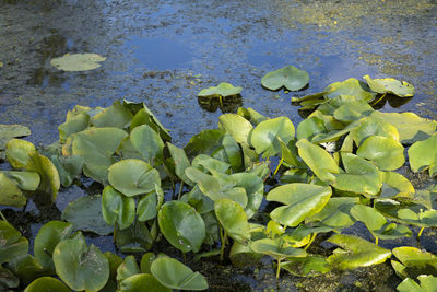 High angle view of lily pads in lake