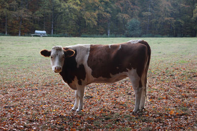 Cow standing in a field