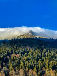 Scenic view of forest against sky