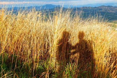 Close-up of wheat field