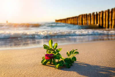 Close-up of plant on beach against sky during sunset