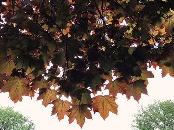 Low angle view of tree with autumn leaves