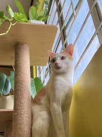 Cat sitting on potted plant at home