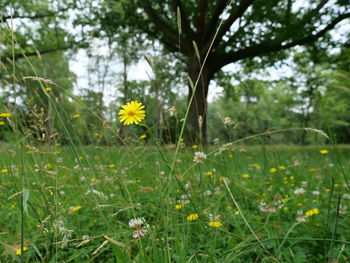 Yellow flowering plants on field