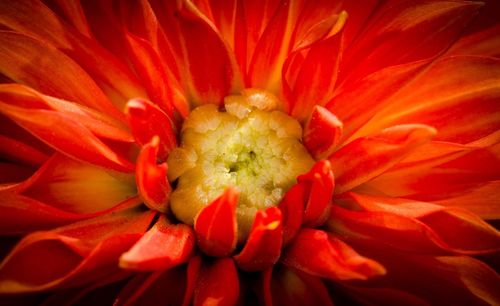 Close-up of red flower