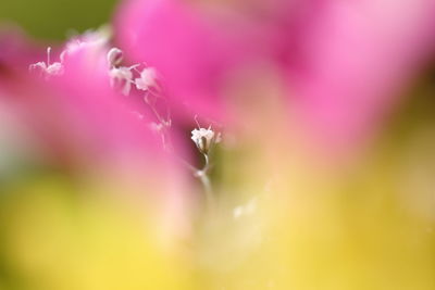 Close-up of pink flower